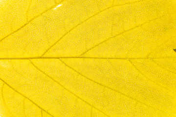Illuminated leaf texture background.