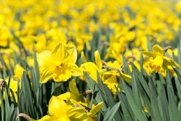 Obraz premium Yellow narcissus flower heads background