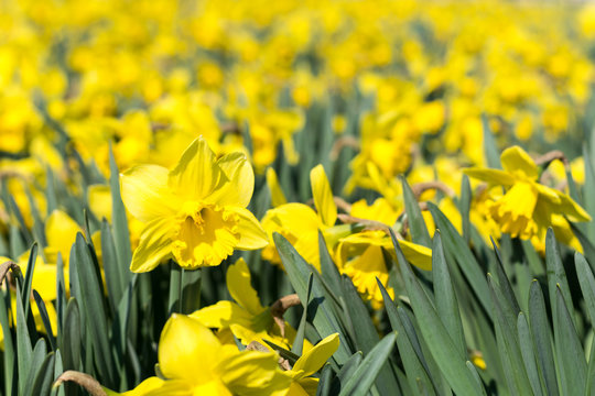 Yellow narcissus flower heads background