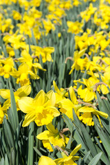 Obraz premium Yellow narcissus flower heads background