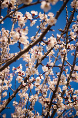 Blooming apple flowers in spring