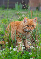 red small cat sitting in the green grass and flowers