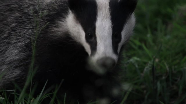A badger in some grass in the UK