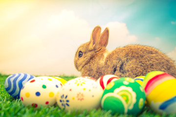 Rabbit and easter eggs in green grass with blue sky ( Filtered i