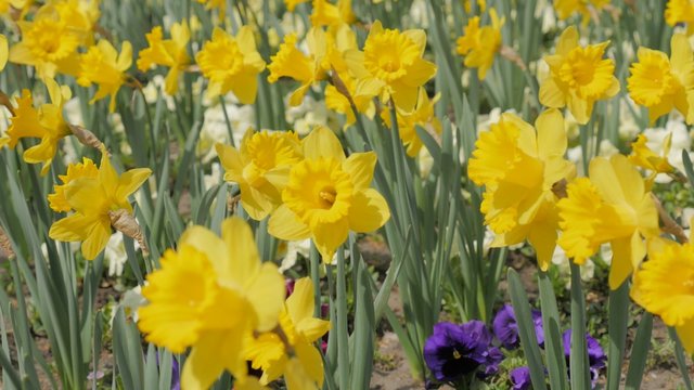 Baeutiful Narcissus pseudonarcissus flower garden waving on the wind 4K 2160p UltraHD footage - Narcissus pseudonarcissus plant field close-up 4K 3840X2160 UHD video 