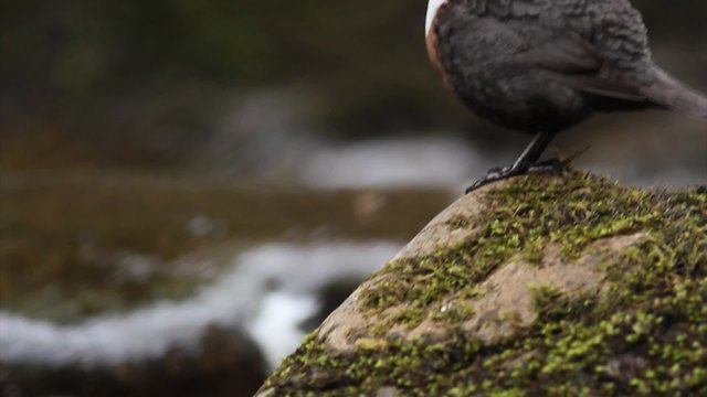 Reveal shot of a dipper on an English river