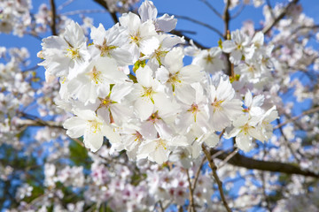 Beautiful branch of an apple tree with white blossoms