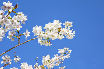 Beautiful branch of an apple tree with white blossoms