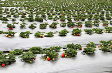 Organic strawberry farm
