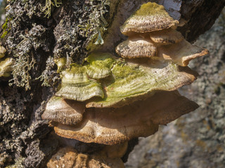 Zunderschwamm