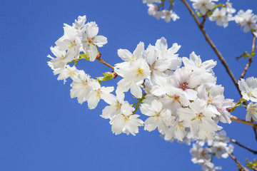 Beautiful branch of an apple tree with white blossoms