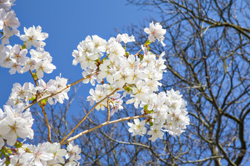 Beautiful branch of an apple tree with white blossoms