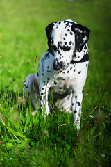 Dalmatian dog sniffing the wild flower
