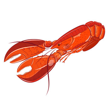 Lobster sea food illustration