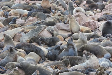 Robbenkolonie am Cape Cross (Namibia)