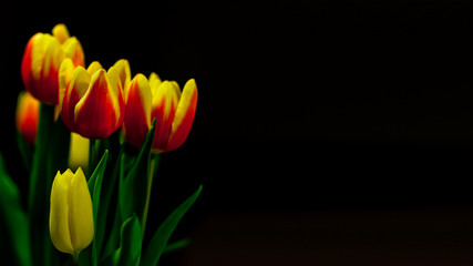 tulips, yellow, red