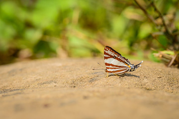 Beautiful White Punch butterfly eat mineral in nature