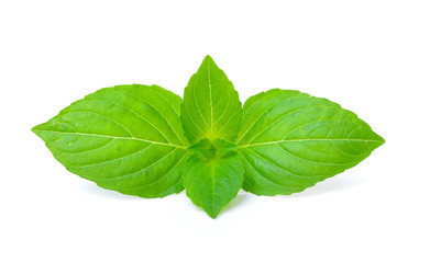 sweet basil leaf