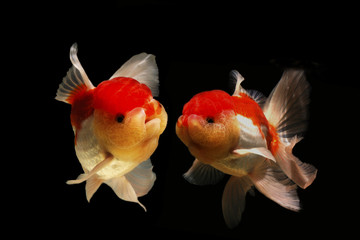 Goldfish blur on a black background, Two