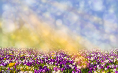 Krokusswiese abstrakter sonniger schöner Frühlings Bokeh Hintergrund
