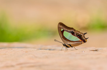 Beautiful Pallid Nawab butterfly eat mineral in nature
