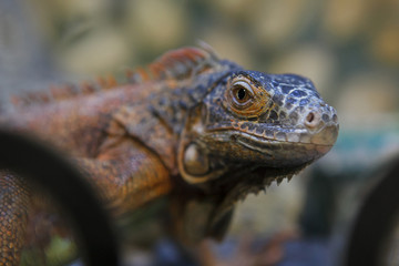 Iguana closeup