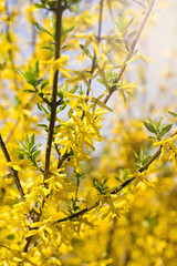 Blooming Forsythia, Spring background with yellow flowers tree branches