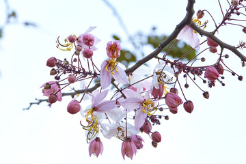 Prunus cerasoides