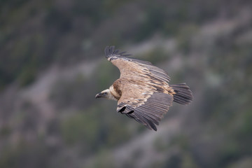 Flying Griffin, Verdon Gorge, France