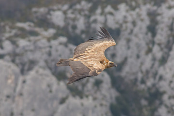Flying Griffin, Verdon Gorge, France
