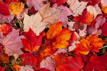 Naklejka na ściany i meble Leaves of a maple tree on ground, fall colors.