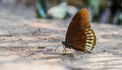 Beautiful Black Kaiser butterfly eat mineral in nature