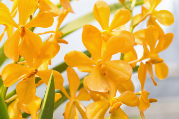 orchids purple Is considered the queen of flowers in Thailand