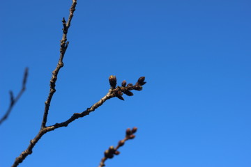 咲きそうな桜のつぼみ