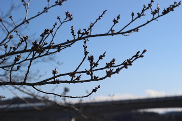 咲きそうな桜のつぼみ
