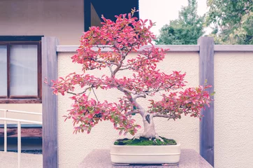 Tissu par mètre Bonsaï Crepe Myrtle bonsai tree