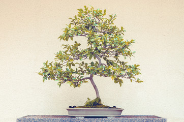 Camellia Sasanqua bonsai tree