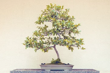 Velours gordijnen Bonsai Camellia Sasanqua bonsaiboom
