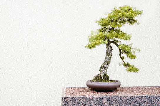 Japanese larch bonsai tree