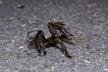 Thai zebra tarantula