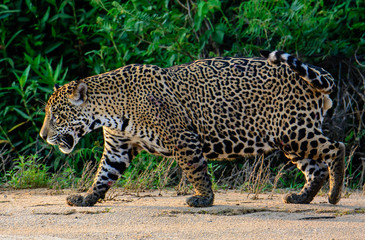 Impressive male Jaguar