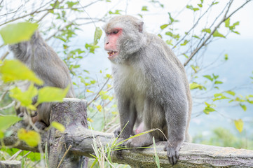 Formosan macaques is angry looking ahead (taiwan monkey)