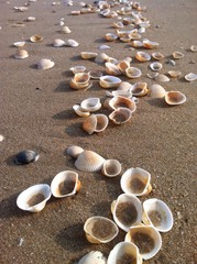 die shell