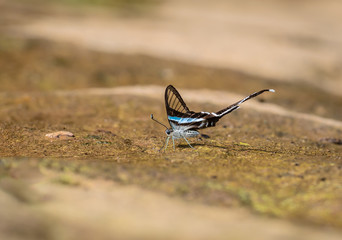Beautiful Green Dragontail butterfly eat mineral in nature