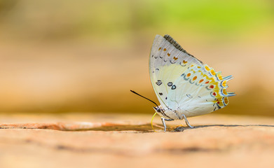 Beautiful Jewelled Nawab butterfly eat mineral in nature