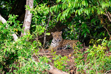 jaguar in the shade
