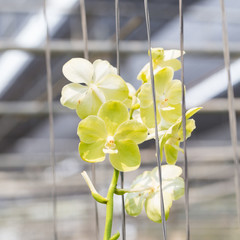 orchids purple Is considered the queen of flowers in Thailand