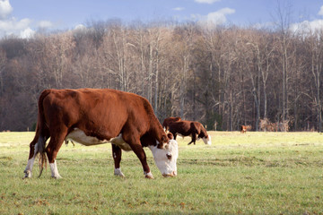 Grazing Hereford Cows in Pasture – Hereford cows graze in a pasture on a sunny day.