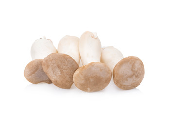 King Oyster mushroom (Eringi) on white backgroud.