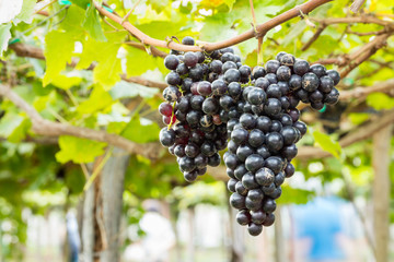 Growing grapes in vineyards